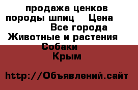 продажа ценков породы шпиц  › Цена ­ 35 000 - Все города Животные и растения » Собаки   . Крым